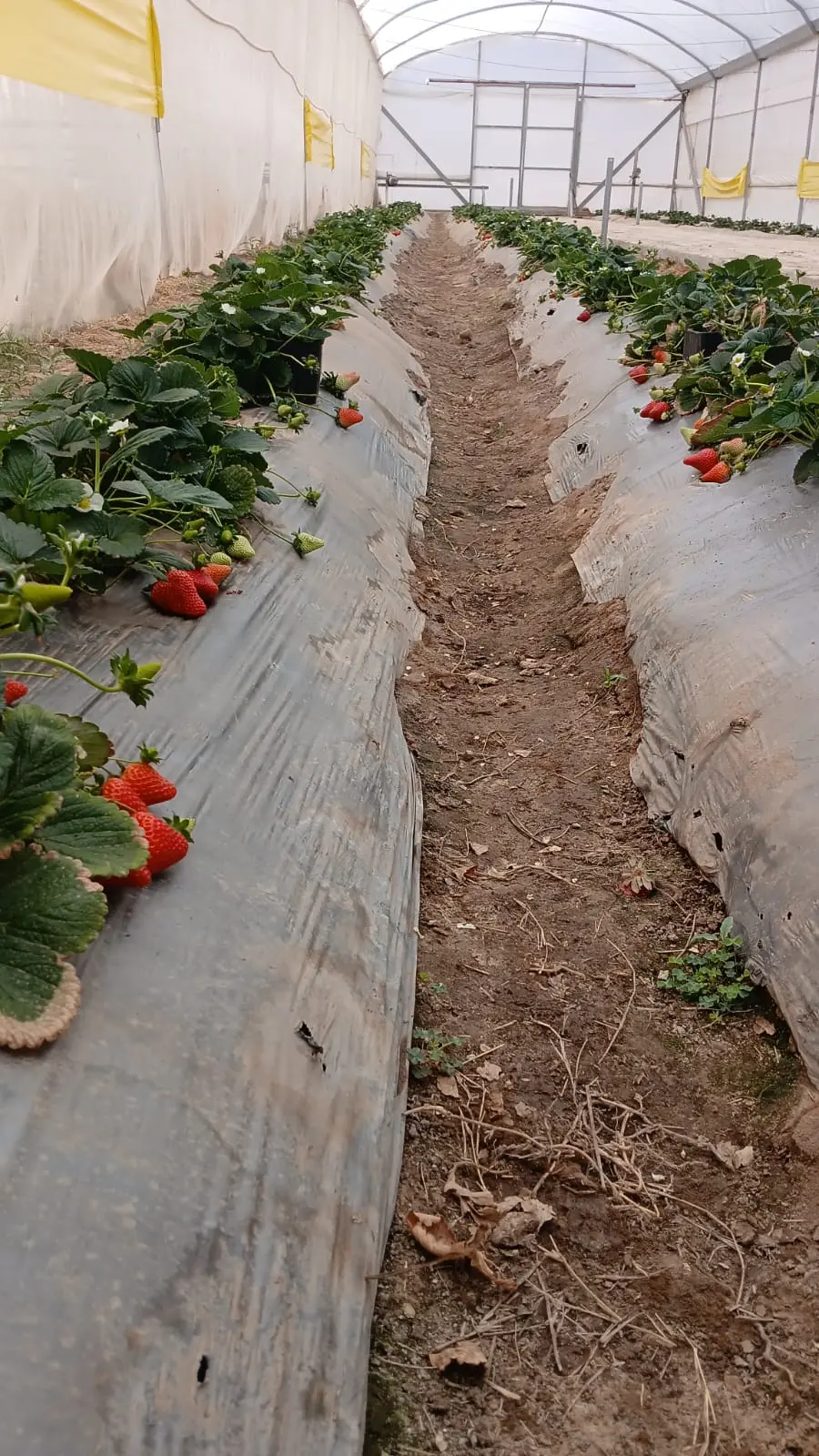 Hileras de plantas de fresa de Granja Lidia dentro de un invernadero